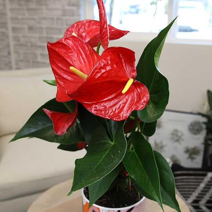 Red Anthurium Live Plant Decor 10-12" in Modern Planter, Plant Lover Gifts for Plant Lovers, Live Plants Indoor Plants Live Houseplants, Real Plants Indoor House Plants Easy Plants by Plants for Pets