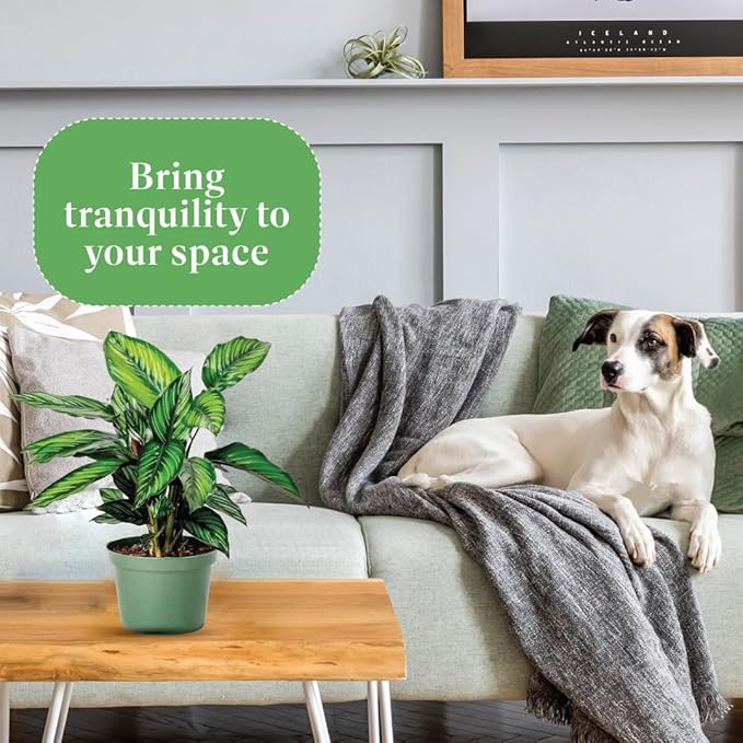 American Plant Exchange Calathea Beauty Star Live Prayer Plant, 6-Inch Pot W/Stylish Cover, Easy to Care, Pet Safe, Low Light & Air Purifying Tropical Indoor Houseplant for Home Office & Garden Décor