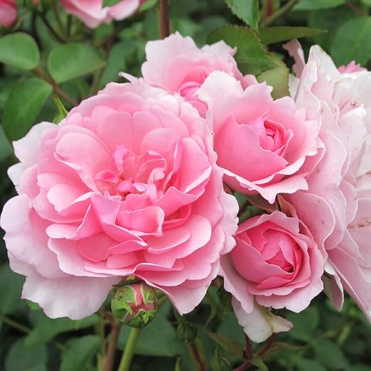 Perfect Rose Fertilizer – Premium Rose and Flower Fertilizer – Floral Nutrients for All Types of Flowers – Plant Fertilizer with Kelp for Soil and Hydroponic Flower Gardens