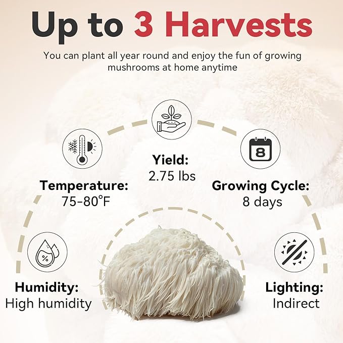 inbloom Large Organic Lion's Mane Mushroom Growing Kit (4 lbs) – Double-Side Growth, Edible Non-GMO Mushroom Kit, Beginner-Friendly, Harvest Mushrooms at Home, Indoor Gardening Gift for Adults