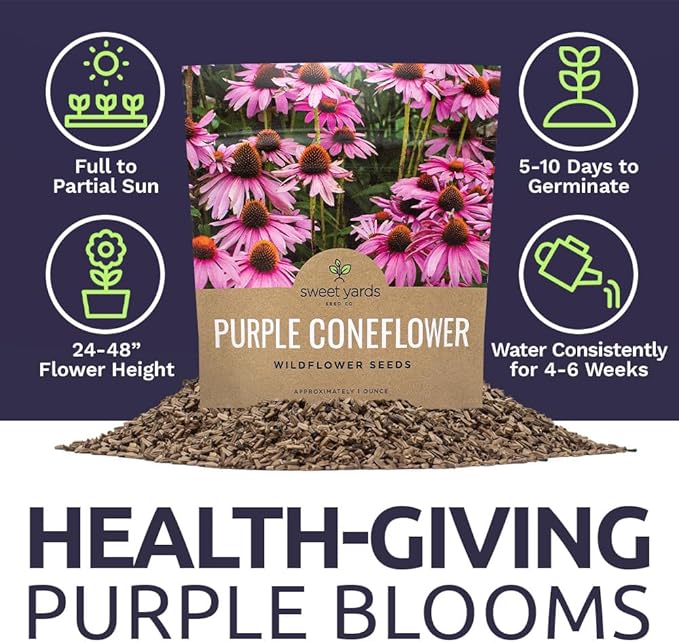 Purple Coneflower Seeds – Extra Large Packet – Over 3,000 Open Pollinated Non-GMO Wildflower Seeds – Echinacea purpurea