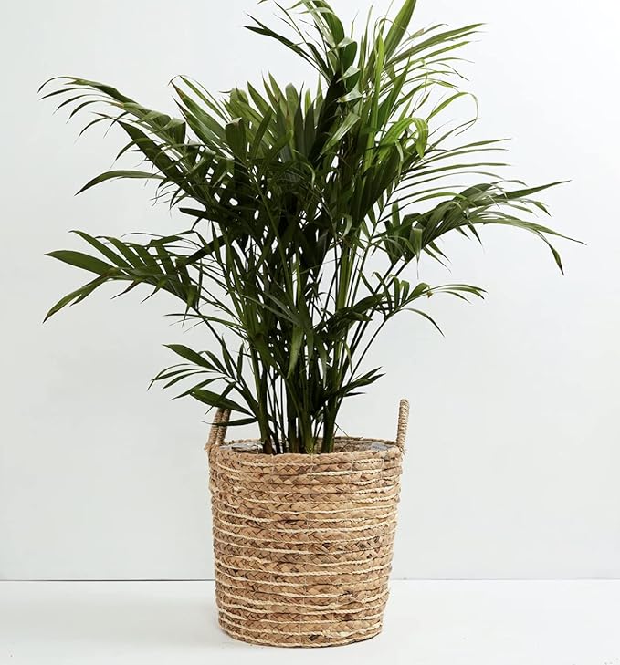 American Plant Exchange Cat Palm Live Indoor or Outdoor Plant, 6" Pot, Top Air Purifier