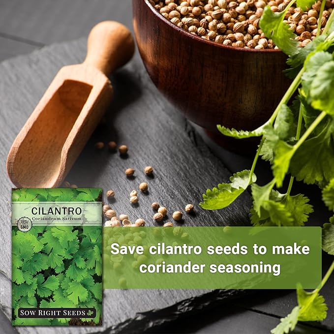 Sow Right Seeds - Cilantro Seeds for Planting - Non-GMO Heirloom Packet with Instructions to Grow a Kitchen Herb Garden - Great Addition to Your Cooking - Make Coriander Seasoning - Zesty Herb (2)