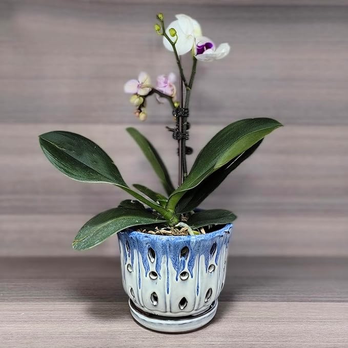 Ceramic Orchid Pot with Drainage Hole 6'' Orchid Planter (Blue Cover White)
