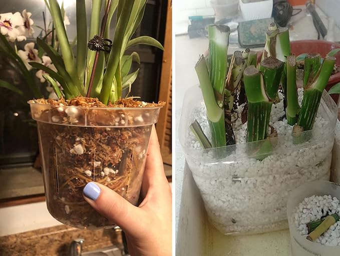 20 QT Professional Grade Horticultural Organic Perlite (20 QT, Perlite)