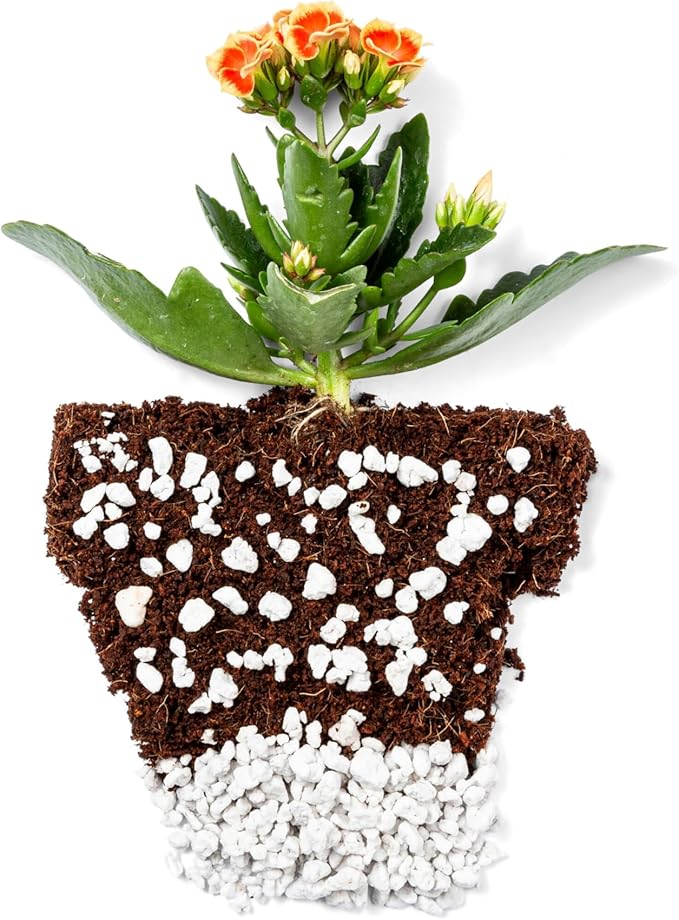 Coco Coir 250gm Bricks (10-Pack) + Perlite Bliss (8 Qts) - OMRI-Listed Coco Coir & Organic Perlite for Plants - Compressed Coco Coir Bricks with Low EC & pH Balance - Horticultural Perlite for Plants