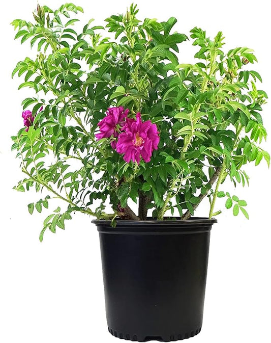 Rosa X Purple Pavement (Rose) Rose, purple flowers, #3 - Size Container