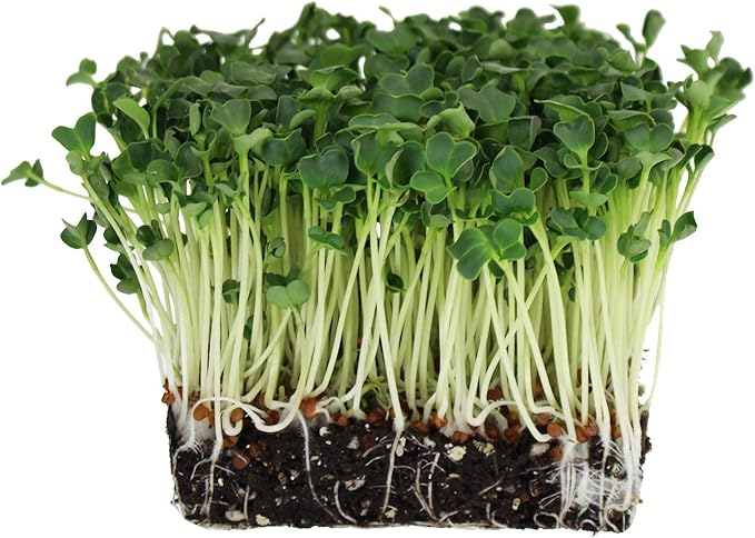 Handy Pantry Organic Radish Sprouting Seeds | 4oz. Non-GMO Daikon Radish Seeds | Radish Seeds For Planting, Sprouting, & Microgreens