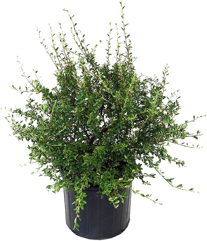 Cotoneaster dammeri 'Coral Beauty' (Coral Beauty Cotoneaster) Shrub, 3 - Size Container