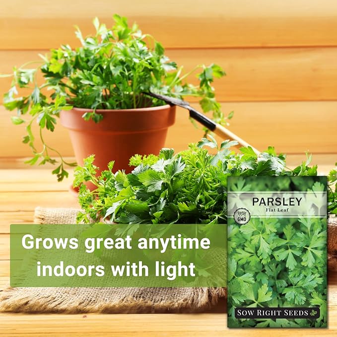 Sow Right Seeds - Flat Leaf Parsley Seed for Planting - Non-GMO Heirloom Packet with Instructions to Plant and Grow a Kitchen Herb Garden - Indoor or Outdoor - Great for Hydroponics Growing (4)