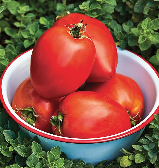 Burpee 'Amish Paste', Tomato Seeds, 25 Non-GMO seeds