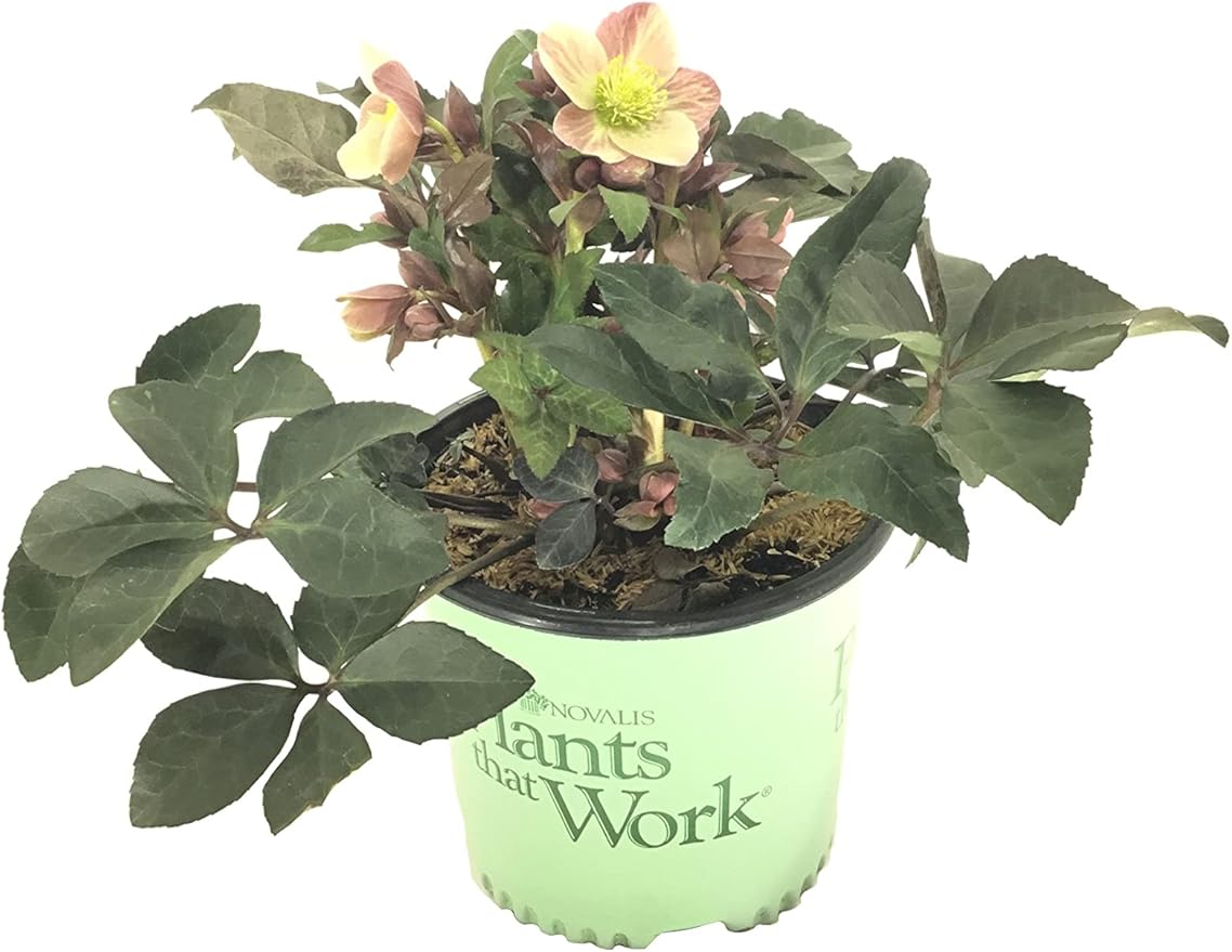 Gold Collection Merlin Lenten Rose - Helleborus Merlin - 19cm