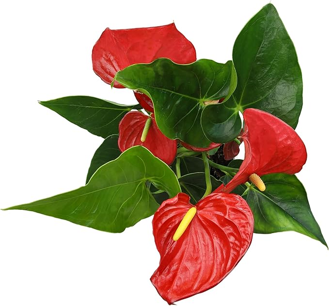 4" Red Anthurium Live Plant Decor, Live House Plants, Anthuriums Live Plants Indoor Plants Live Houseplants, Real Plants Indoor Live Plants, Easy Plant Lover Gifts for Plant Lovers by Plants for Pets