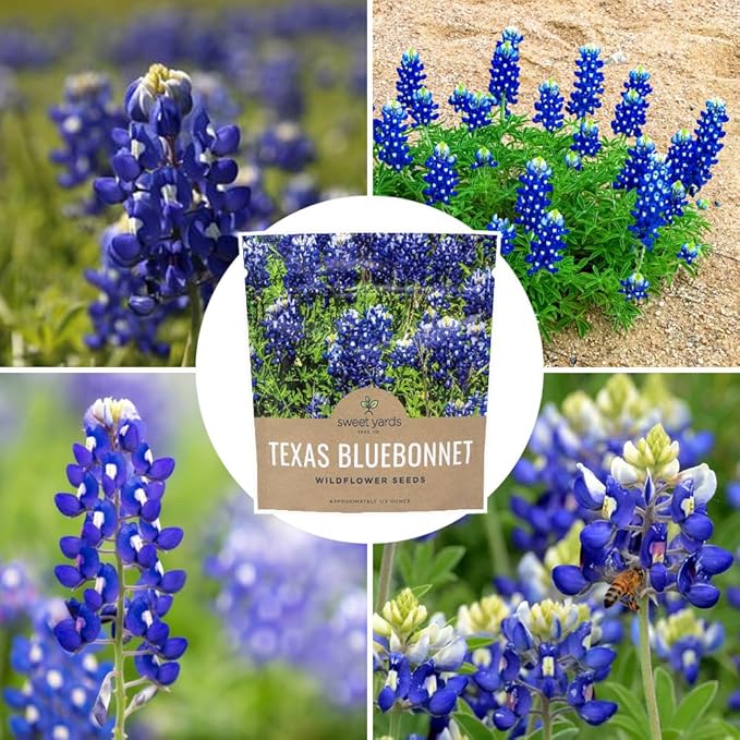Texas Bluebonnet Wildflower Seeds - Bulk 1/2 Ounce Packet - Over 500 Native Seeds - Texas State Flower!
