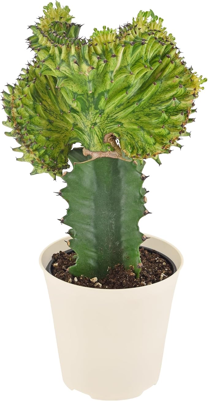 Arcadia Garden Products Live Mermaid Tail Cactus Indoor Houseplant in Plastic Pot, Euphorbia lactea Cristata Crested Coral Succulent Plant Gift for Home and Garden Decor, 4-inch, Green