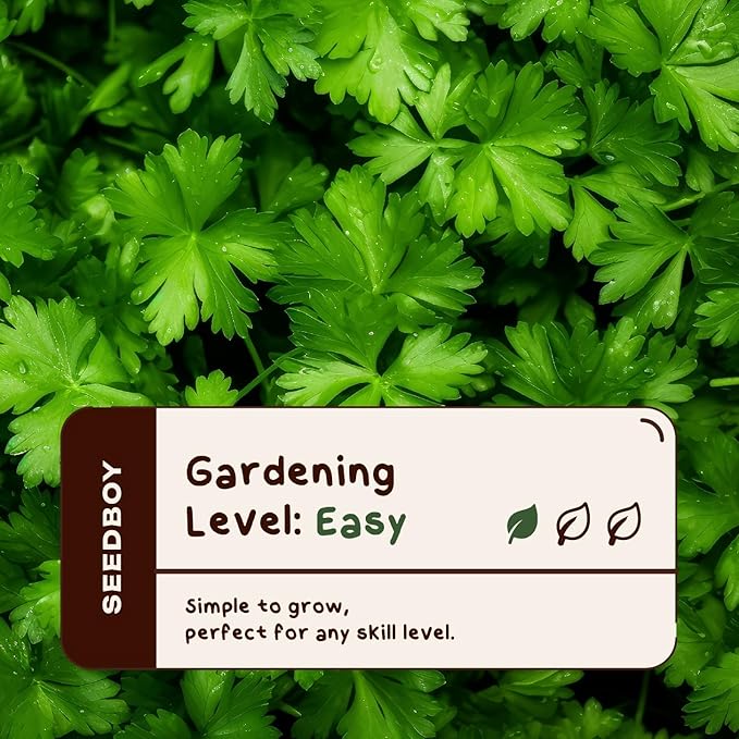 Organic Parsley Herb Seeds for Indoor Gardening or Planting Outdoors, Non-GMO and USDA Certified Herb Seed Packets, 125 Seeds/ 250mg (Italian Parsley)