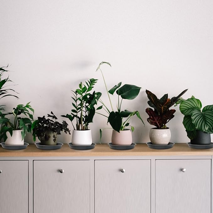 6 Pack Plant Saucer 4 6 8 10 12 14 16 18 20 22 Inch Plastic Plant Tray, Sturdy and Durable Flower Pot Container Accessories Plant Pot Saucers for Indoor and Outdoor (12 Inch, Gray)