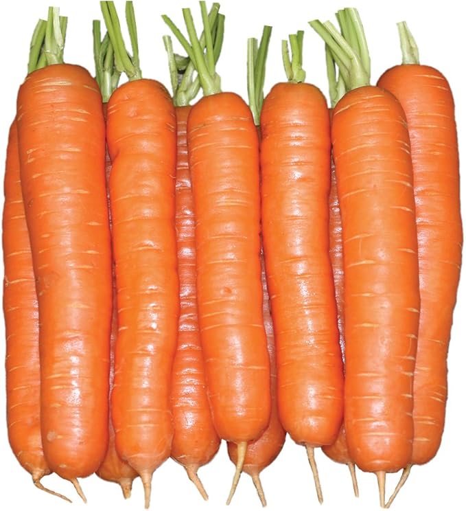 Burpee Yaya Hybrid Carrot Seeds 1000 seeds