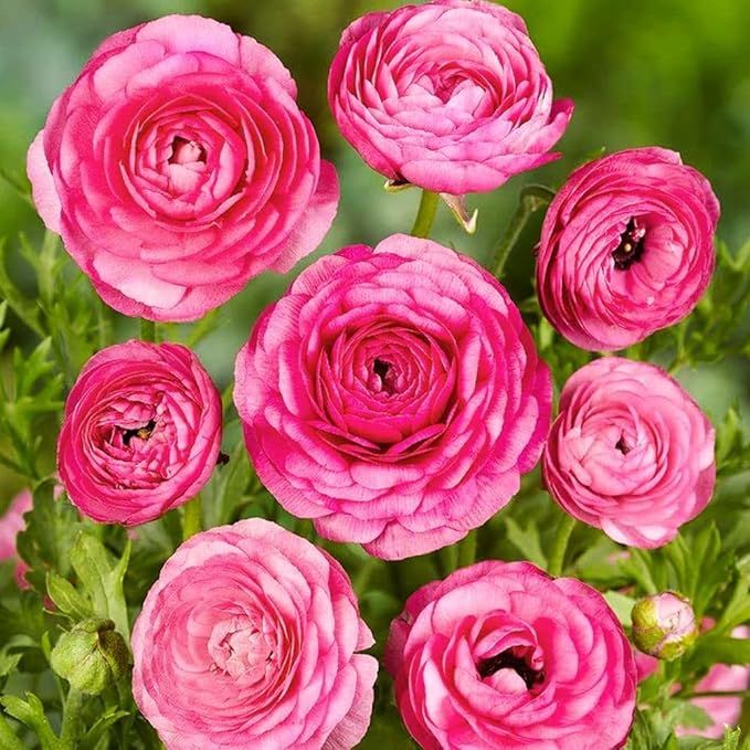 Mixed Peony Ranunculus Bulbs- Persian Buttercup -10 Corms Bulbs Flowering Blooms Perennial Bulbous Root Garden Plant (Pink)