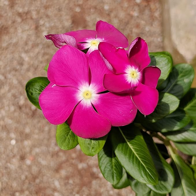 Catharanthus Roseus Seeds Rosy Periwinkle Perennial Annual Attracts Butterflies Rabbit Resistant Borders Patio Containers Outdoor 100Pcs Mixed Colors Flower Seeds by YEGAOL Garden