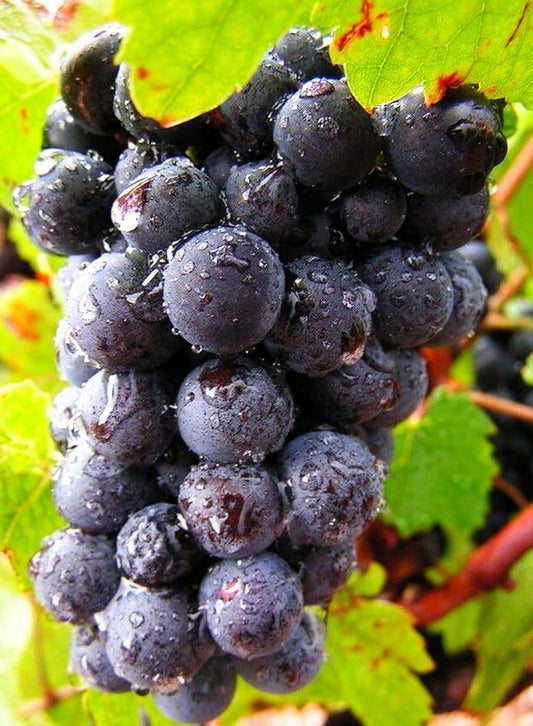 40+ Grape Seeds Vine Fruit Seeds Mix Plant Home Garden Non-GMO Heirloom Seeds