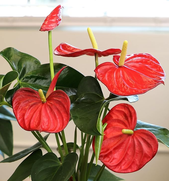 4" Red Anthurium Live Plant Decor, Live House Plants, Anthuriums Live Plants Indoor Plants Live Houseplants, Real Plants Indoor Live Plants, Easy Plant Lover Gifts for Plant Lovers by Plants for Pets
