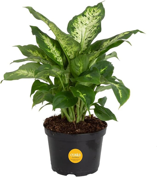 Costa Farms Dieffenbachia Live Indoor Plant, Easy to Grow Houseplant, Potted in Indoors Garden Nursery Plant Pot, Potting Soil Mix, Grower's Choice, Home and Office Plants Decor, 1 Foot Tall