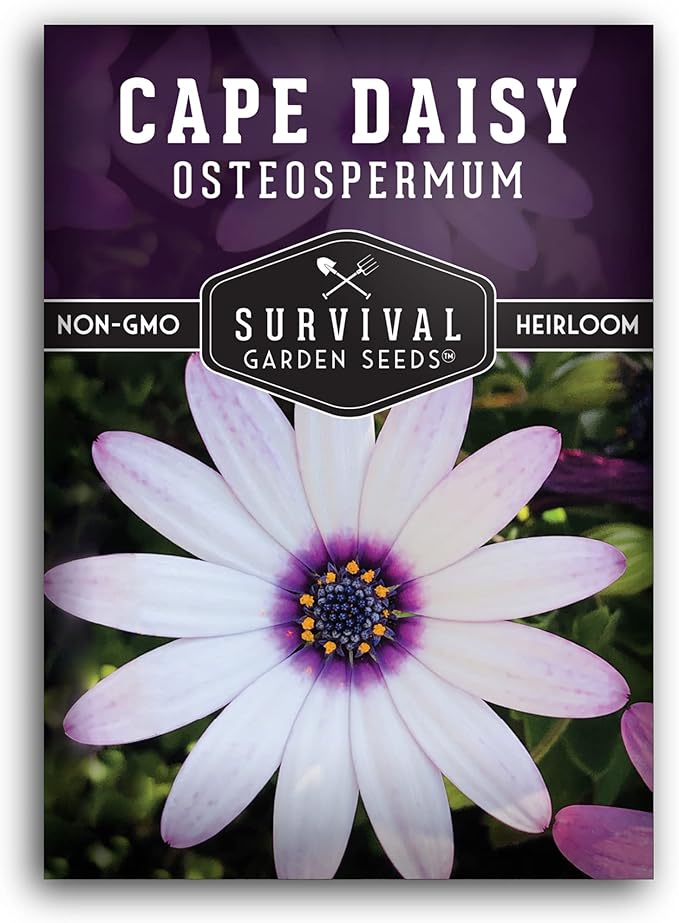 1 Pack Cape Daisy Seed for Planting - Packet with Instructions to Grow Beautiful White & Purple Osteospermum Daisy Plant in Your Home Flower Garden - Non-GMO Heirloom Variety - Survival Garden Seeds