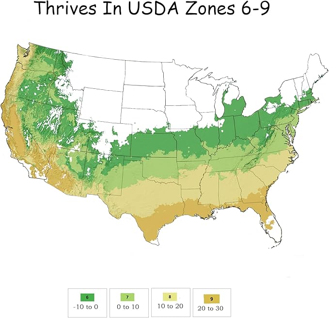 3 Gallon Southern Living Plant Collection Holly Golden Oakland Shrub