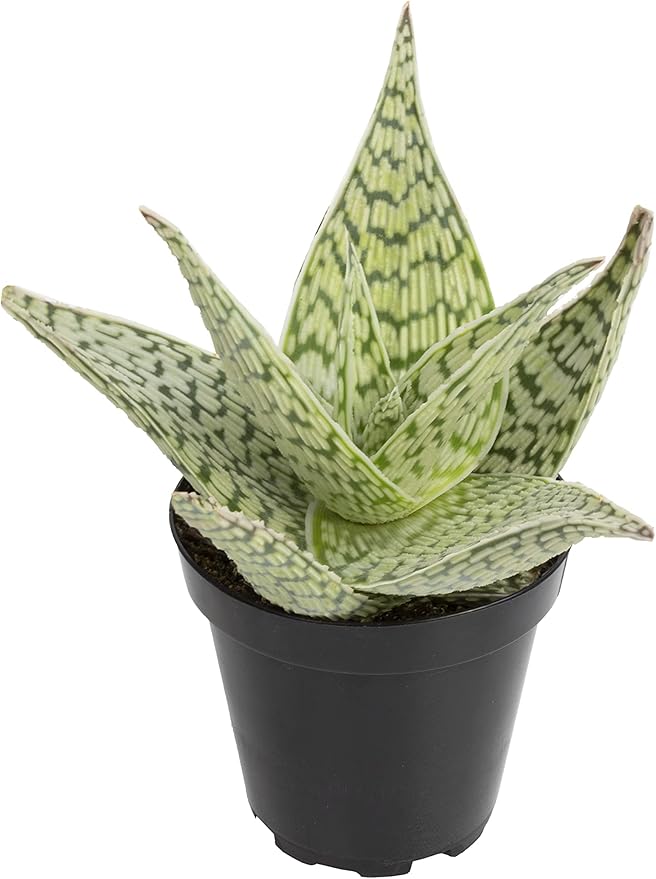 Live Aloe Plant Succulents, Succulents Plants Live in Potting Soil Mix, Potted Succulents Live Plants, Star Aloe Plants Live with Cacti Pots, Cactus Plants Live Succulent Plants by Plants for Pets