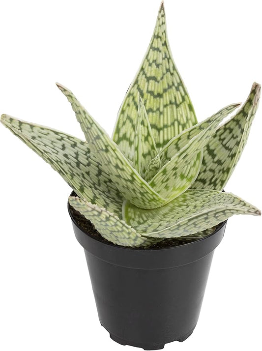 Live Aloe Plant Succulents, Succulents Plants Live in Potting Soil Mix, Potted Succulents Live Plants, Star Aloe Plants Live with Cacti Pots, Cactus Plants Live Succulent Plants by Plants for Pets