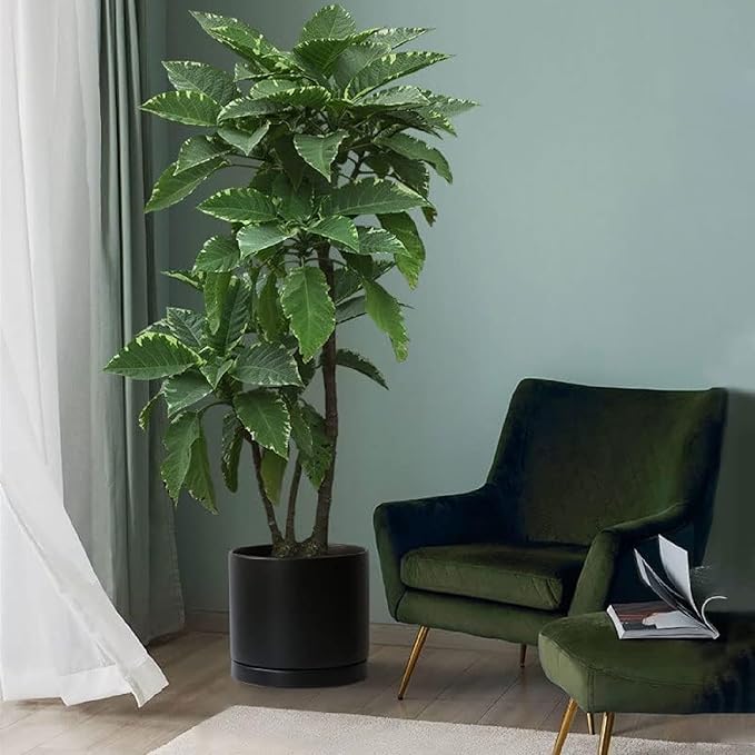 Ceramic Plant Saucer Pot Tray 10 Inch, Planter Saucers 4 5 6 7 8 9 10 11 12 13 Inch for Indoors Outdoor, Durable Sturdy Flower Drainage drip Water Tray for Glazed Pots Base (10.7 Inch-Black)