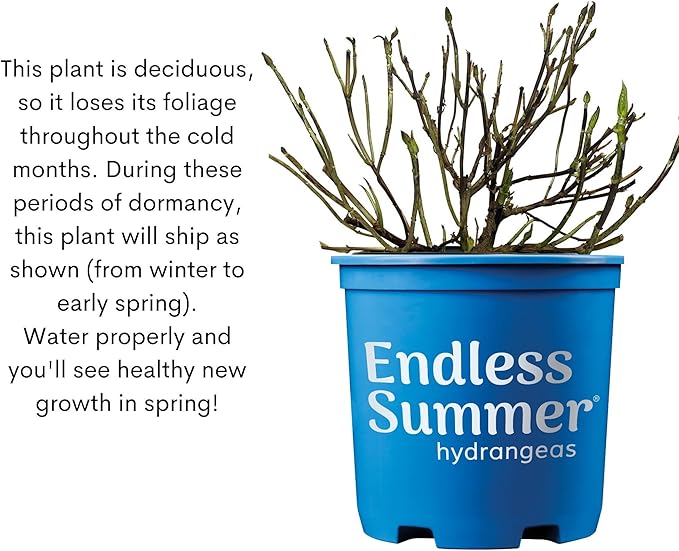 Endless Summer Original Hydrangea, 1 Gal, Blue