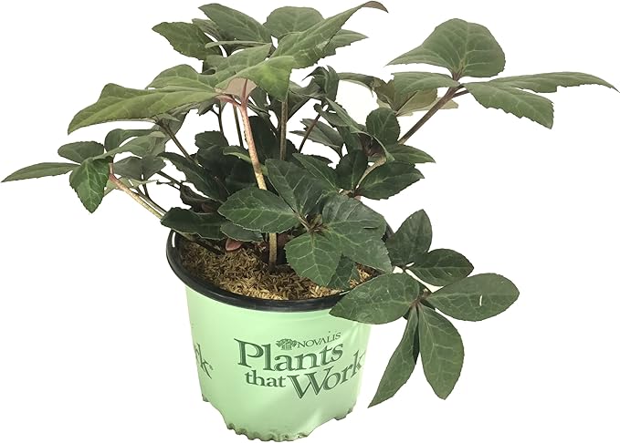 Gold Collection Merlin Lenten Rose - Helleborus Merlin - 19cm