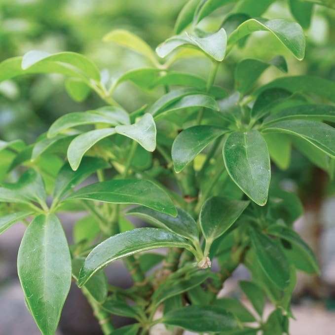 Brussel's Live Dwarf Hawaiian Umbrella Indoor Bonsai Tree - 4 Years Old; 8" to 10" Tall with Decorative Container, Humidity Tray & Deco Rock