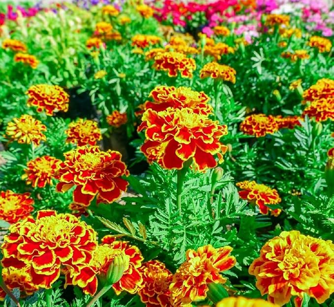French Marigold Seeds for Planting - Plant & Grow Heirloom French Marigolds in Home Outdoor Garden – Planting Instructions for Vibrant Rare Blooms – Great Gardening Gift, 5 Packets, Orange, Red