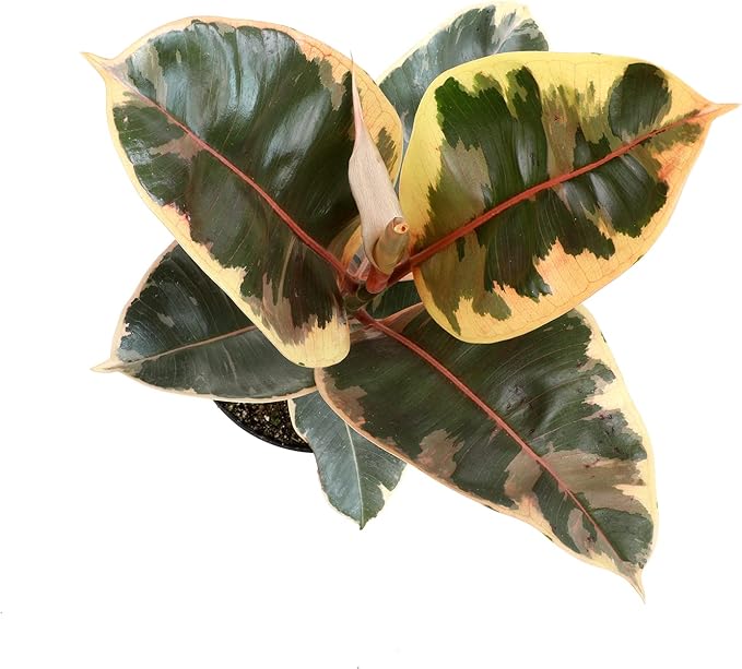 6" Ficus Tineke, Variegated Rubber Plant, Real Ficus Tree, Indoor Garden Greenhouse Plant Room Decor Office Plants Live Real Plants Indoor Live Plants Indoor Plants Live Houseplants by Plants for Pets