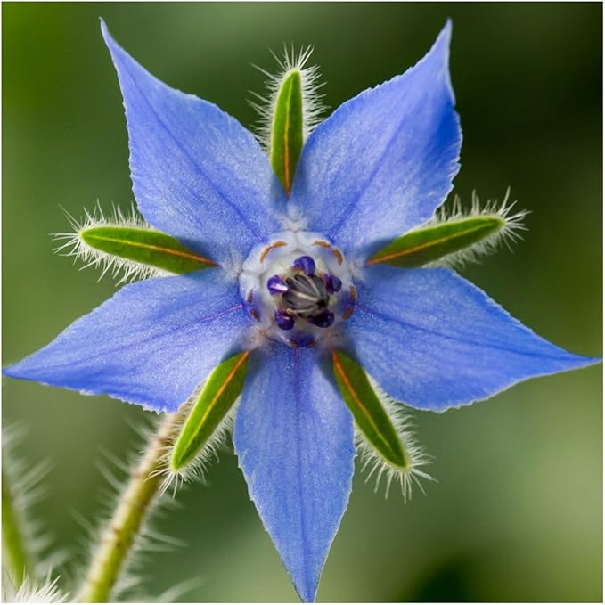 Seed Needs, Edible Wildflower Seed Packet Collection (7 Varieties of Flower Seed for Planting) Non-GMO & Untreated - Includes Viola, Pansies, Chives, Borage, Calendula, Nasturtium and Bee Balm
