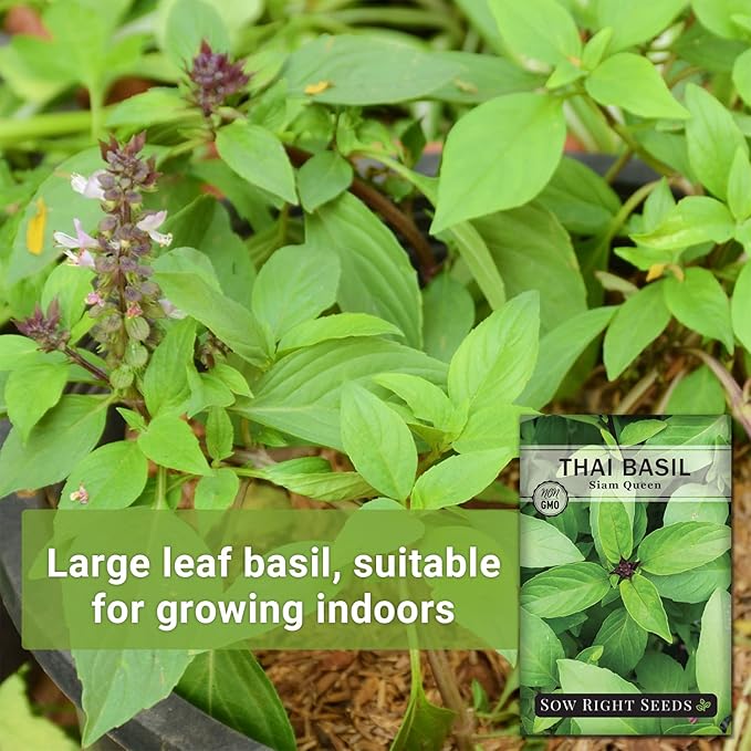 Sow Right Seeds - Sweet Large Leaf Thai Basil Seed for Planting - Non-GMO Heirloom Packet with Instructions to Plant a Kitchen Herb Garden - Indoors or Outdoor - Great for Hydroponic Growing (1)