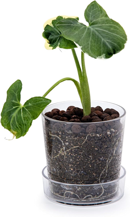 Phoenix Vine 4.5 Inch Clear Acrylic Planter Pot with Tray, Orchid Pot with Drainage Holes, Deep Saucer for Bottom Watering, Transparent Containers for Indoor Plants, Herbs, Set of 1, 91-A-E-1