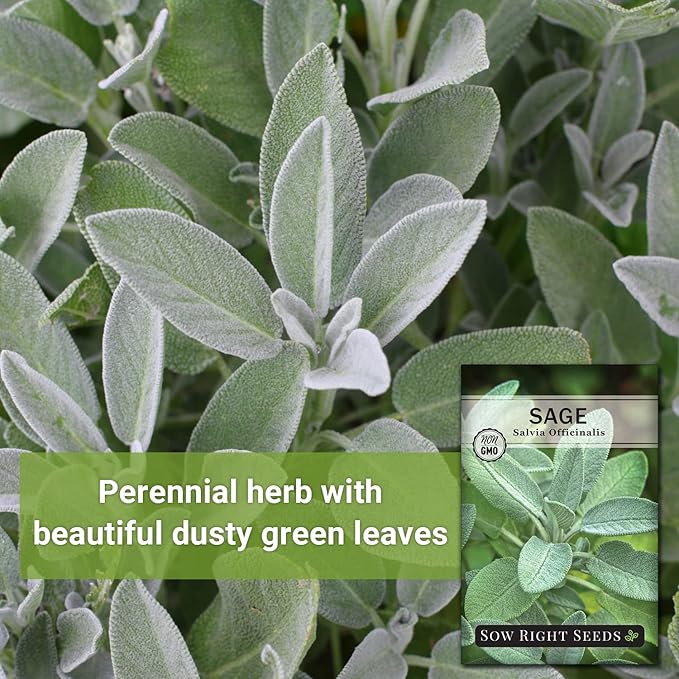 Sow Right Seeds - Sage Seeds for Planting - Non-GMO Heirloom Packet with Instructions to Plant and Grow Kitchen Herb Garden - Indoor or Outdoor - Great for Pollinators - Culinary Seasoning (2)
