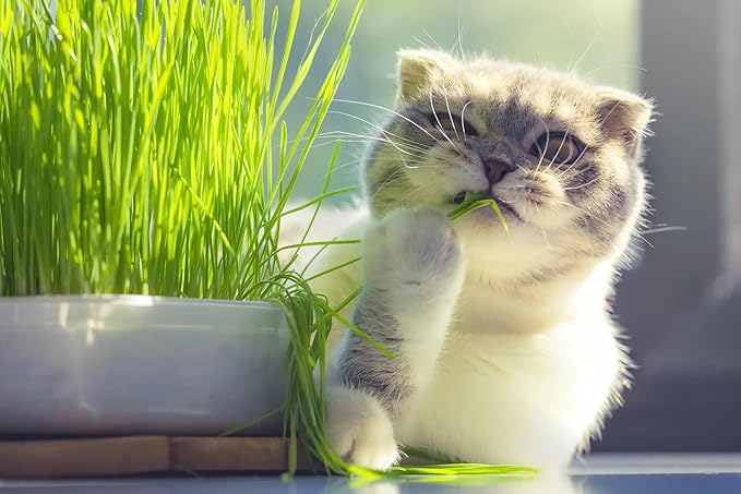 Cat Grass Growing Medium - Provide Your Cat with a Fun and Healthy Source of Greens - 10 QUARTS