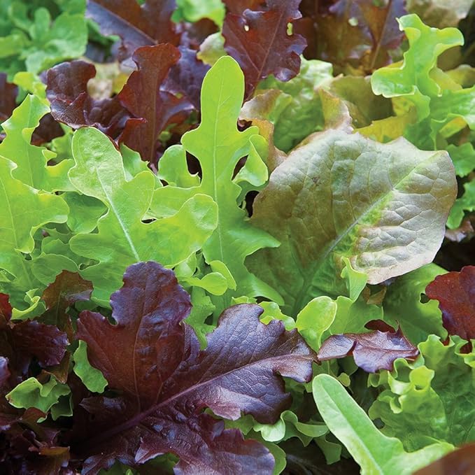Burpee Gourmet Blend Lettuce Seeds 1100 seeds