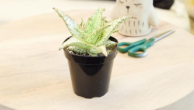 Live Aloe Plant Succulents, Succulents Plants Live in Potting Soil Mix, Potted Succulents Live Plants, Star Aloe Plants Live with Cacti Pots, Cactus Plants Live Succulent Plants by Plants for Pets