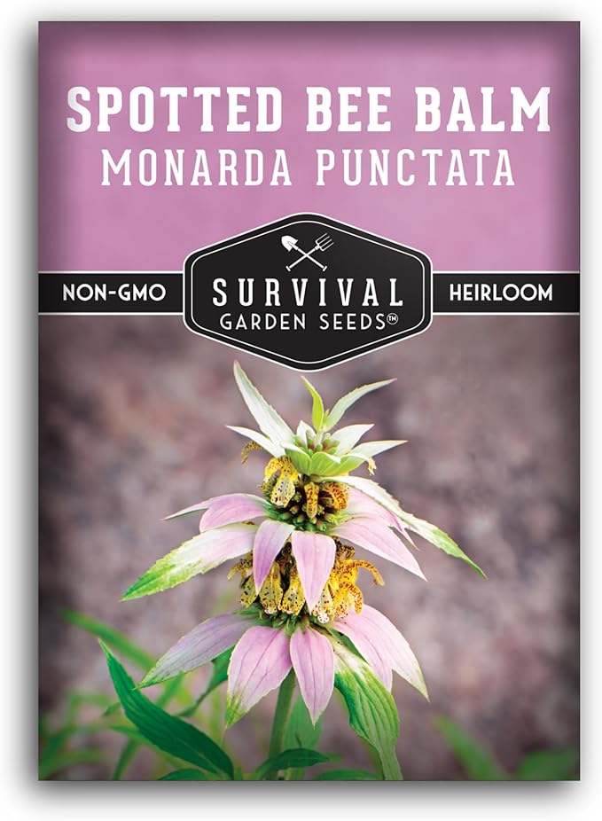 Survival Garden Seeds - Spotted Bee Balm Seed for Planting - 1 Packet with Instructions to Plant & Grow Monarda Punctata Your Home Herb Garden - Dotted Mint Wildflower Non-GMO Heirloom Variety