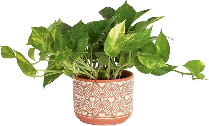 Costa Farms Live Pothos Plant, Easy Grow Vining Live Indoor Houseplant, Air Purifying Trailing Plant in Indoor Garden Plant Pot, Housewarming Gift, Room, Home Decor, 10-12 Inches Tall