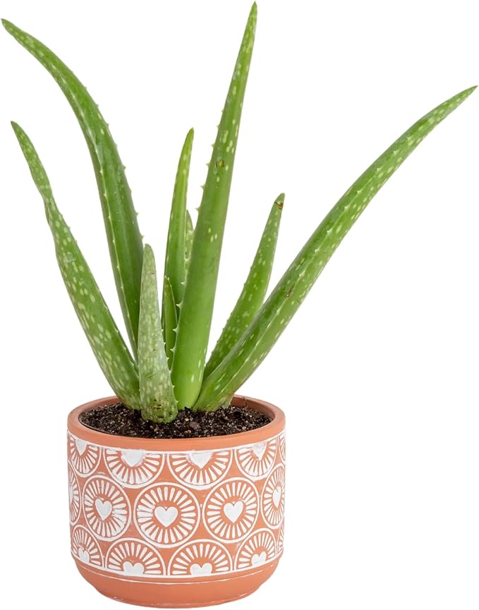 Costa Farms Aloe Vera, Easy to Grow Live Succulent Plant, Indoor Houseplant in Décor Plant Pot, Housewarming, Birthday Gift, Room or Home Decor, 10-12 Inches Tall