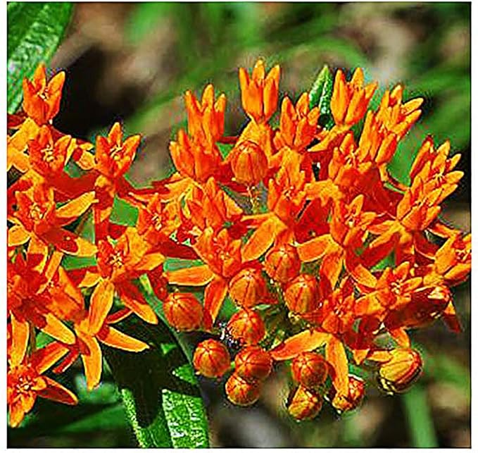Common Milkweed Seeds - Asclepias syriaca - Attracts Monarch Butterflies