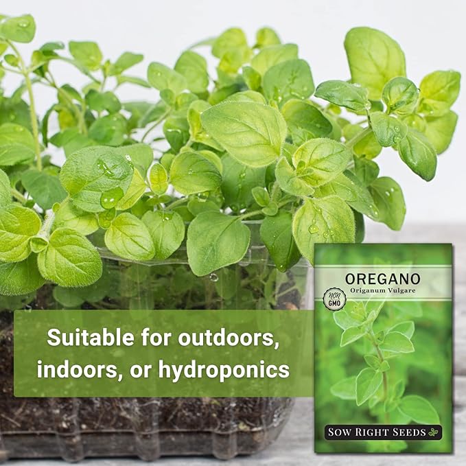 Sow Right Seeds - Oregano Seed for Planting - Non-GMO Heirloom- Instructions to Plant and Grow a Kitchen Herb Garden - Indoor or Outdoor - Gardening Gift - Produces Flavorful Leaves for Seasoning (1)