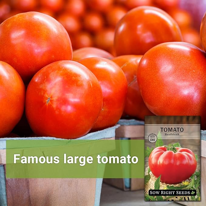 Sow Right Seeds - Beefsteak Tomato Seeds for Planting - Non-GMO Heirloom Packet with Instructions to Plant a Home Vegetable Garden - Indeterminate, Super Large and Bright Red Fruits (2)